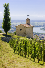 Mondovino Hermitage Staand